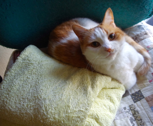 オイルヒーターと湯たんぽの季節にゃり ご機嫌元氣 猫の森公式ブログ
