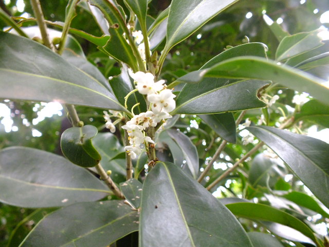 １０月２２日　小石川植物園_e0145782_6251788.jpg