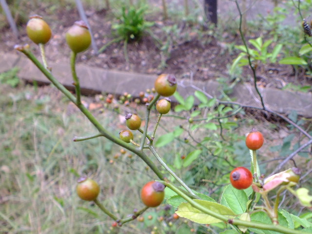 １０月２２日　小石川植物園_e0145782_6255139.jpg