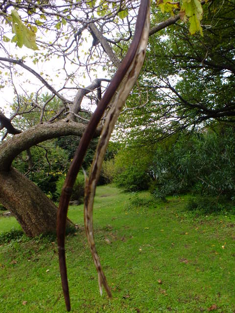 １０月２２日　小石川植物園_e0145782_6284241.jpg