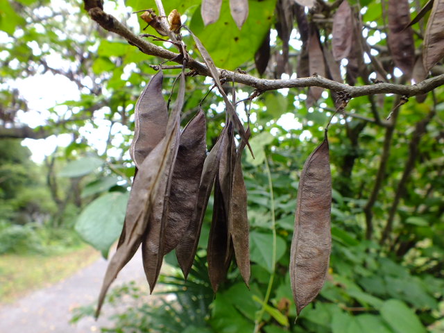 １０月２２日　小石川植物園_e0145782_6295077.jpg