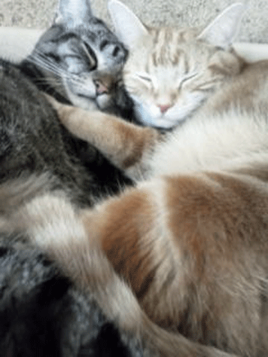 c0193788_940957.gif
