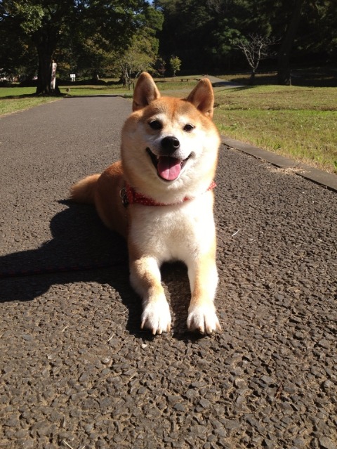 散歩の後のお楽しみ_a0126590_22323450.jpg