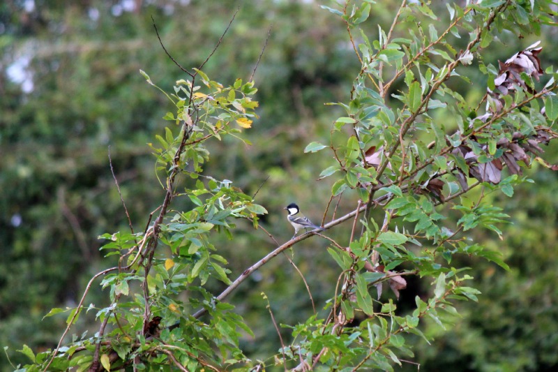 a0127090_2227145.jpg