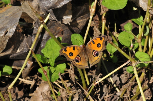 a0214490_1732218.jpg