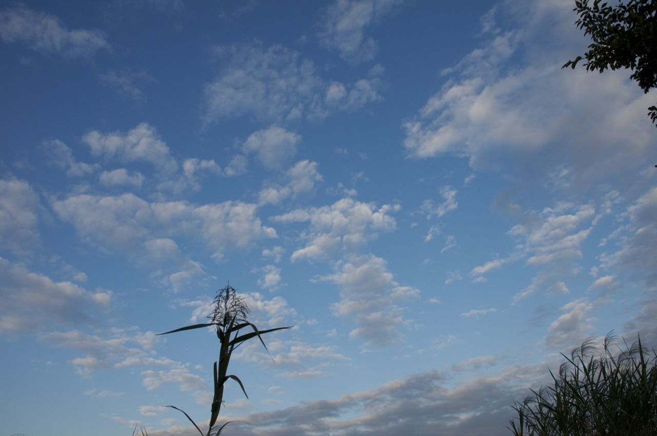 2013.10.26　雲　桜草公園　埼玉県さいたま市_b0217090_15393061.jpg