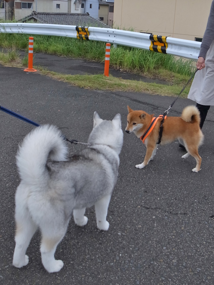 お散歩やっほー♪_c0049299_10233.jpg