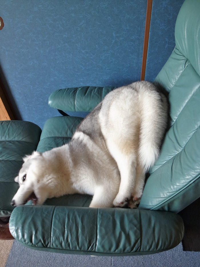 お散歩やっほー♪_c0049299_1053369.jpg