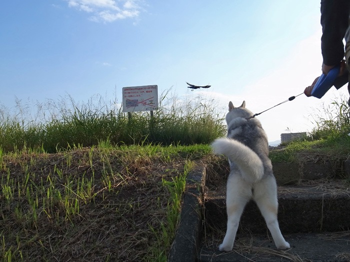 お散歩やっほー♪_c0049299_834948.jpg