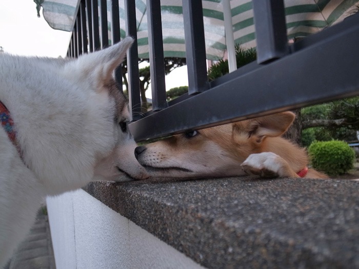お散歩やっほー♪_c0049299_8361142.jpg