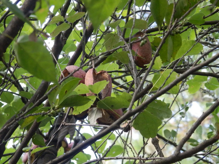 f0219710_6501842.jpg