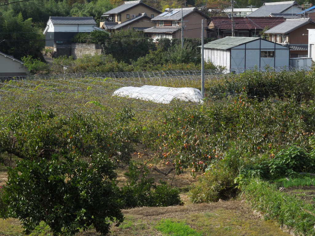 「うまいもの 長良ワイン その2」_a0120513_19445371.jpg