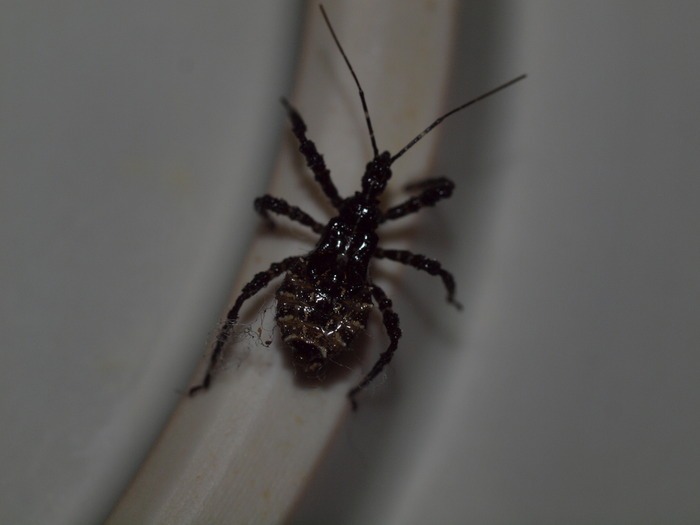 ヤニサシガメ 幼虫_c0116915_2353278.jpg