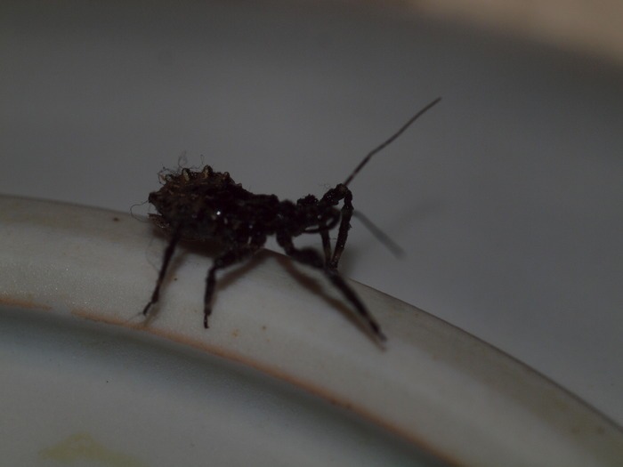 ヤニサシガメ 幼虫_c0116915_23552777.jpg