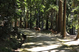 Walking in the Old Forest of Nara 2013/09/27_d0010432_19174541.jpg