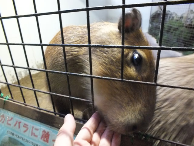 なかよし_a0179837_20153927.jpg
