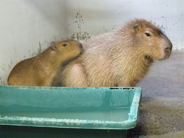 なかよし_a0179837_2031571.jpg