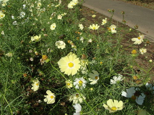 c0146040_11135638.jpg