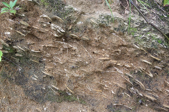 貝化石発掘体験 : シャムネコモモの日記
