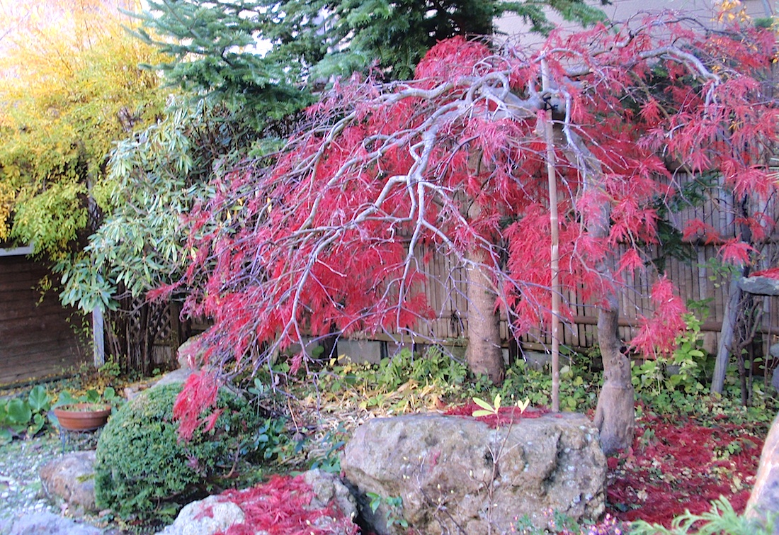73 庭の紅葉 もみじ どうだん ヤシオ 五十嵐靖之 趣味の写真と短歌 73 庭の紅葉 もみじ どうだん ヤシオ 五十嵐靖之 趣味の写真と短歌