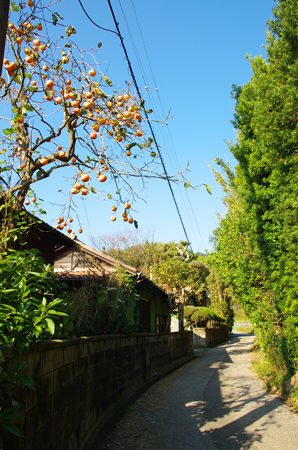 千葉・鋸山１　　秋晴れ_c0080357_2214585.jpg