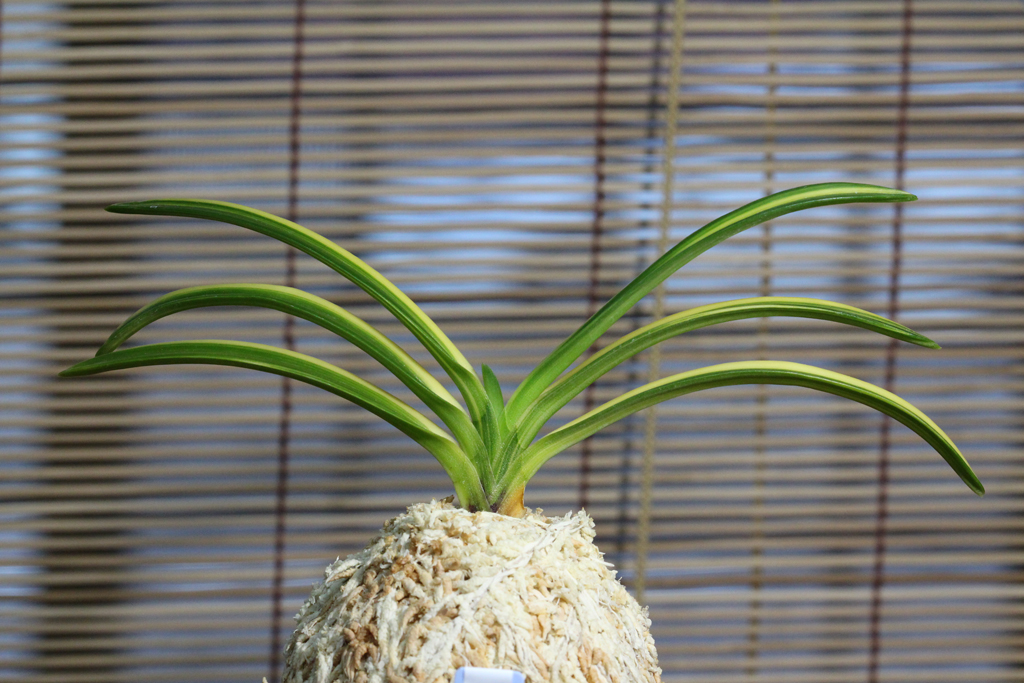 富貴蘭【白鷺錦】宮崎県日南市産超美麗白縞種 富貴