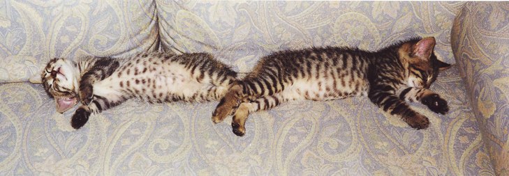 子猫、慣れてきました_b0019674_15143156.jpg