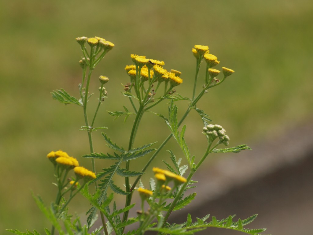蓬菊 ヨモギギク の花 自然風の自然風だより