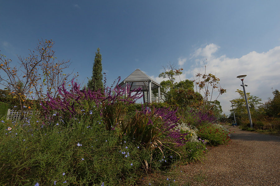 2013.10.14：名古屋港ブルーボネットで花風景２_c0007190_1955812.jpg