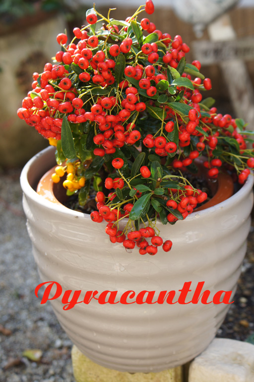 ピラカンサの鉢植え（赤＆黄）／ヒヨドリ_c0139591_212297.jpg
