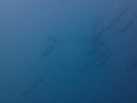 e0115199_17505335.jpg