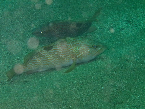 e0115199_19572759.jpg