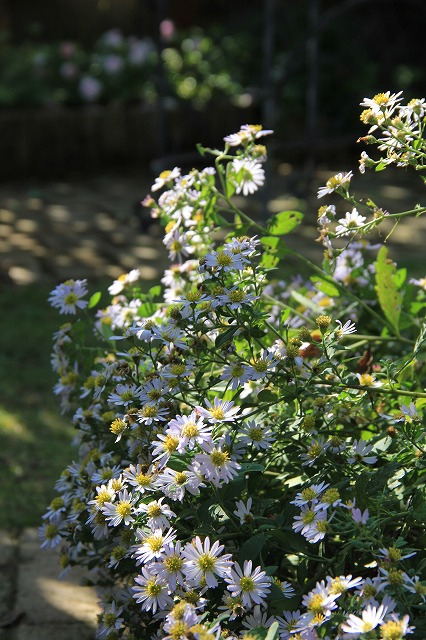 a0123003_8371068.jpg