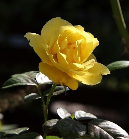 a0123003_8453442.jpg