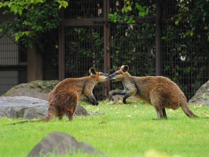 がんばれ!! 金沢動物園のオグロワラビーさんたち_a0164204_0452231.jpg