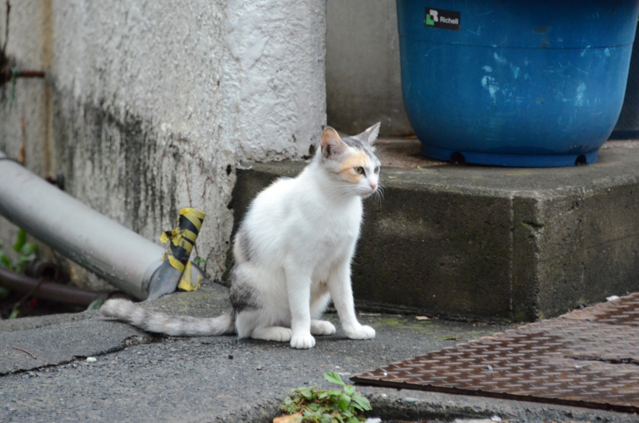 にゃんこにゃんこ　その５５３　熱川ねこ散歩_b0304411_1222051.jpg