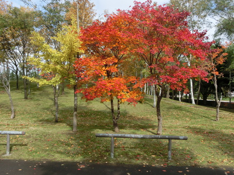 近くの公園の紅葉_d0136122_1921444.jpg