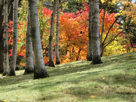 近くの公園の紅葉_d0136122_1923516.jpg