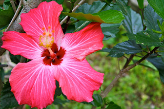 herb：ローゼル Hibiscus sabdariffa_a0057830_20591096.jpg