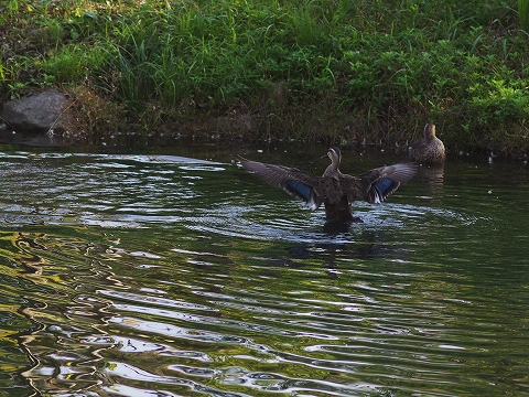 公園へ_c0077531_22585141.jpg