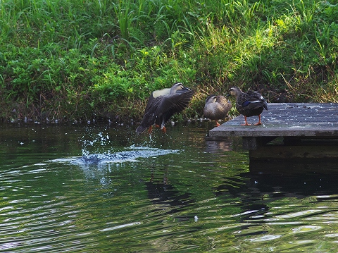 公園へ_c0077531_22595924.jpg