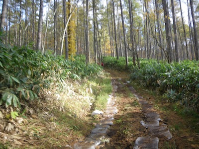 e0156534_16105292.jpg