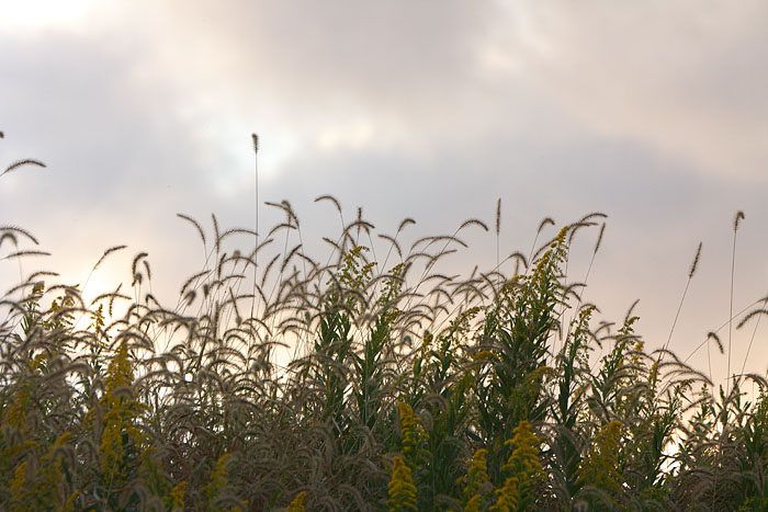 夕暮れの草叢_c0067040_18393735.jpg