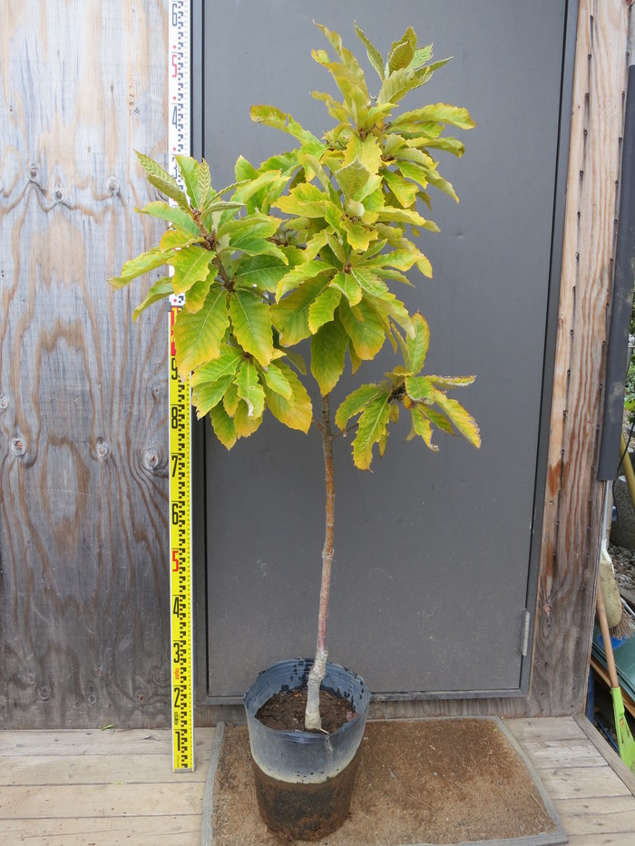 オウゴンカシワ 黄金柏 販売 画像 写真 価格 値段 庭木 安行 植木 シンボルツリー 田中園 Shop Tanakaen Jp Web Magazine