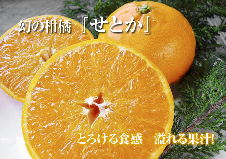 究極の柑橘｢せとか｣　いよいよ色付いてきました！でも、もう1回り大きくなりますよ!!_a0254656_18443293.jpg