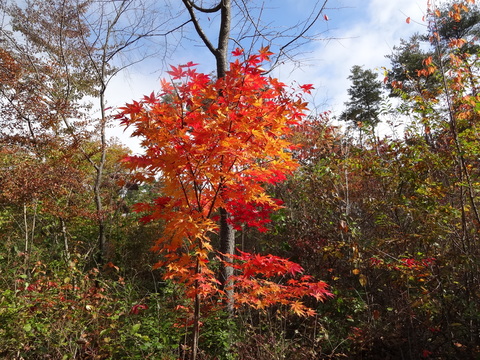 f0198556_16162010.jpg