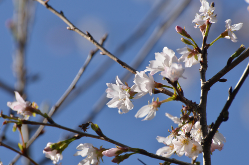 神川町冬桜祭りありがとう！！_e0261371_1448892.jpg