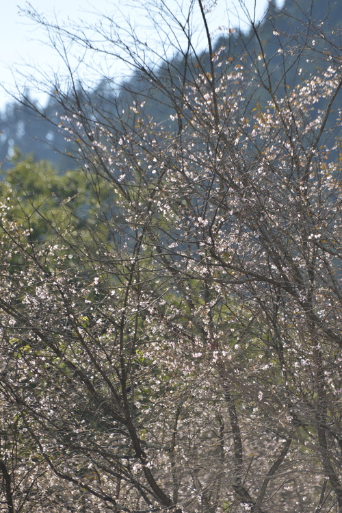 神川町冬桜祭りありがとう！！_e0261371_14495780.jpg