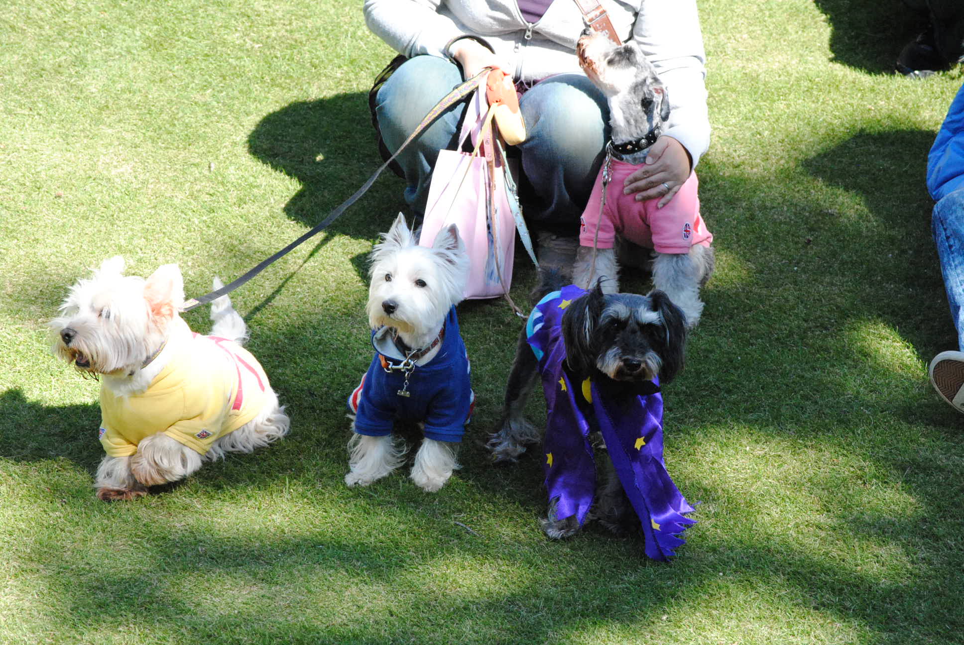 ♪ ダニエル 白犬集会 in ユーカリ 7th (*ﾟ▽ﾟ*) ♪ 集合写真_b0242873_1431726.jpg