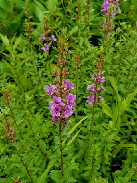 d0019074_8213925.jpg